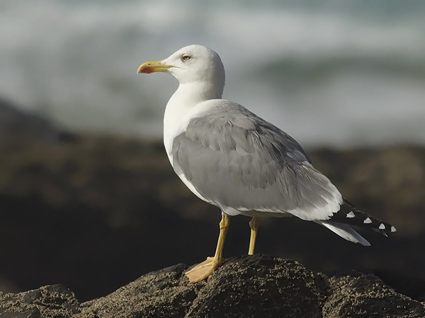 Etelänharmaalokki, Yellow-legged Gull, Larus michahellis
